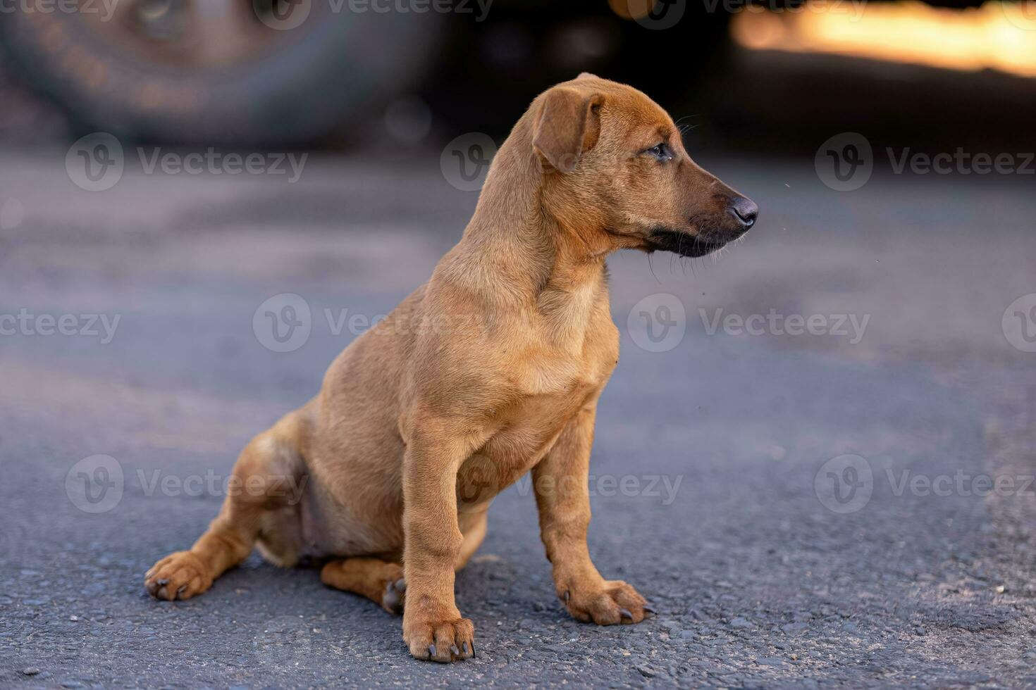 animal mammal dog in the street photo