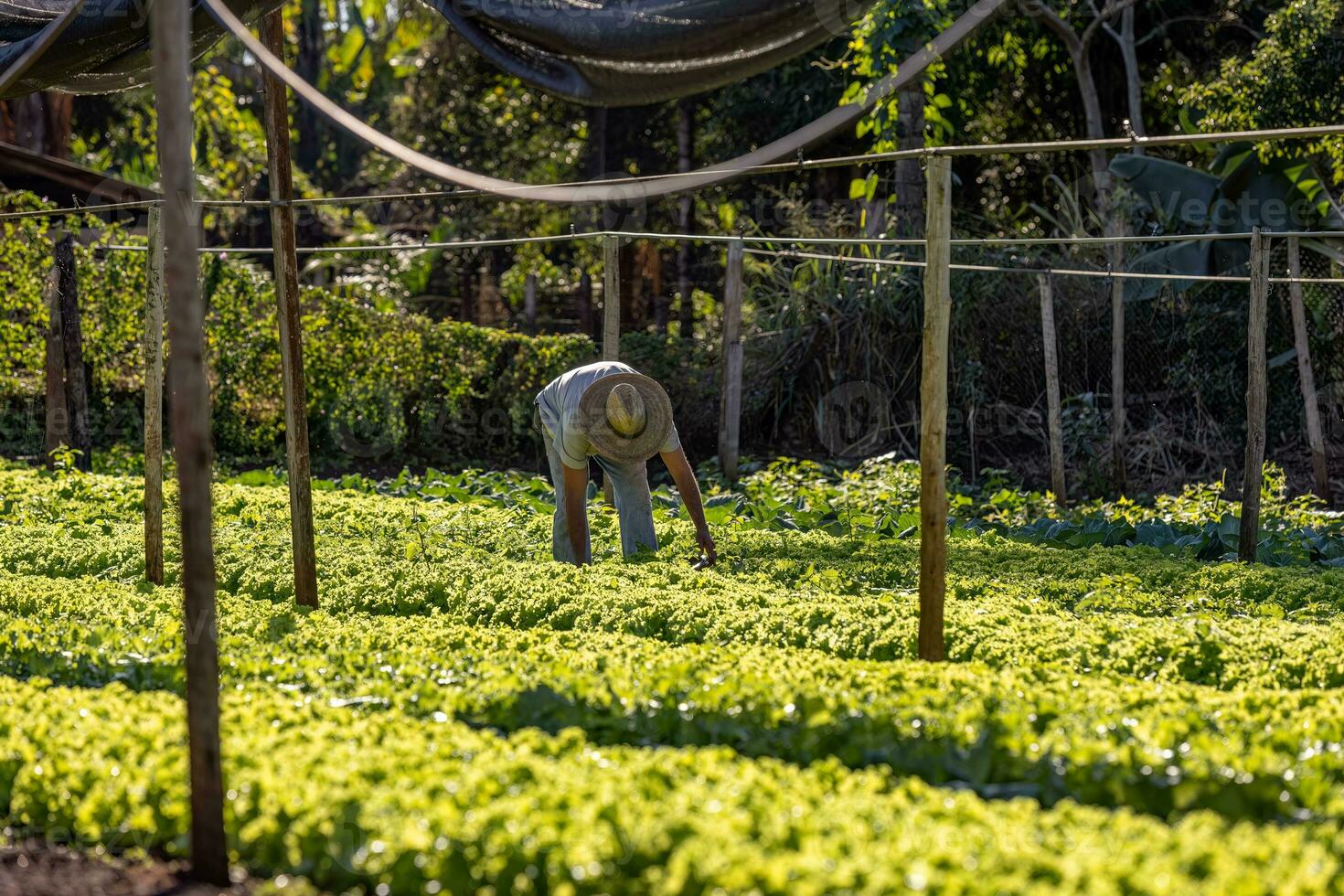 granjero cosecha vegetal lechuga plantas foto