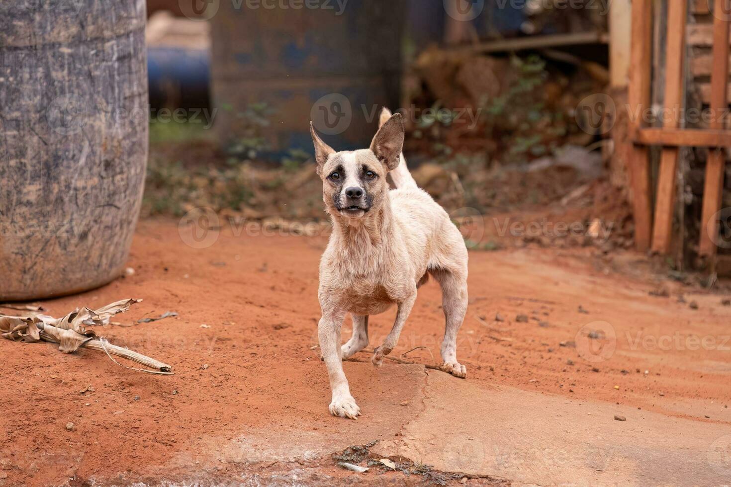 animal mammal dog in the street photo