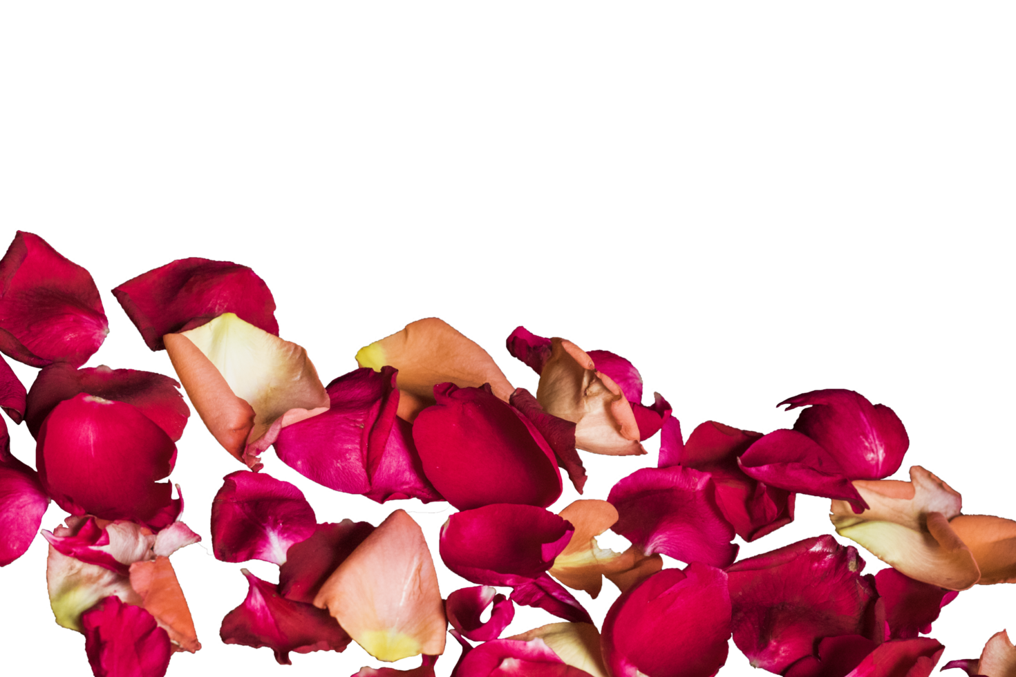 Floating red rose petals isolated on a transparent background, Beautiful rose flower petals on a PNG background