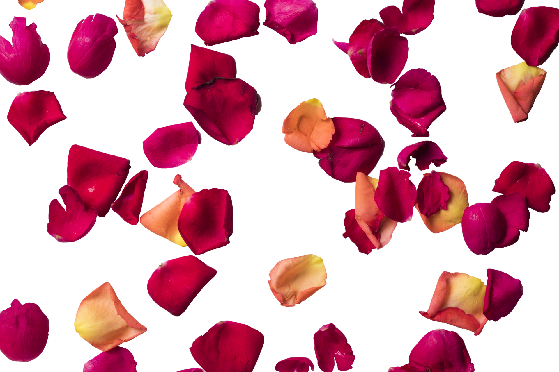 Red Rose Petals