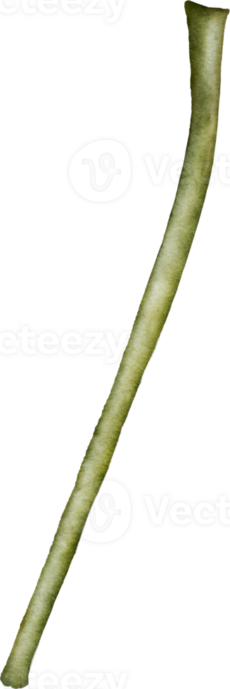 Watercolor Anemone Stem png