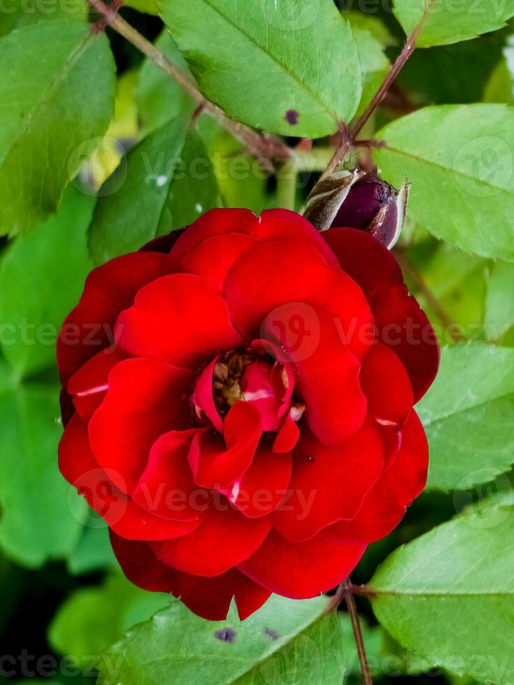 Balmoral rose close up. Border rose with dark red flowers. photo