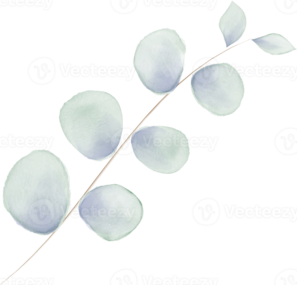 Eucalyptus Leaves Branch Watercolor png