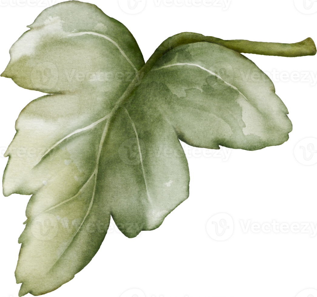 Watercolor Anemone Leaves png