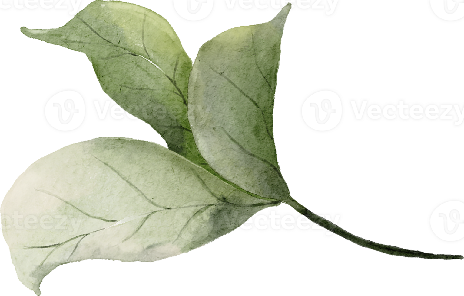 Rose Leaves Watercolor png