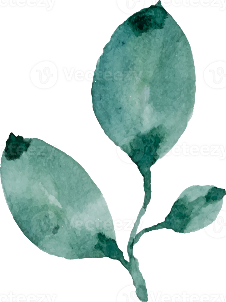 Watercolor Leaves Branches png