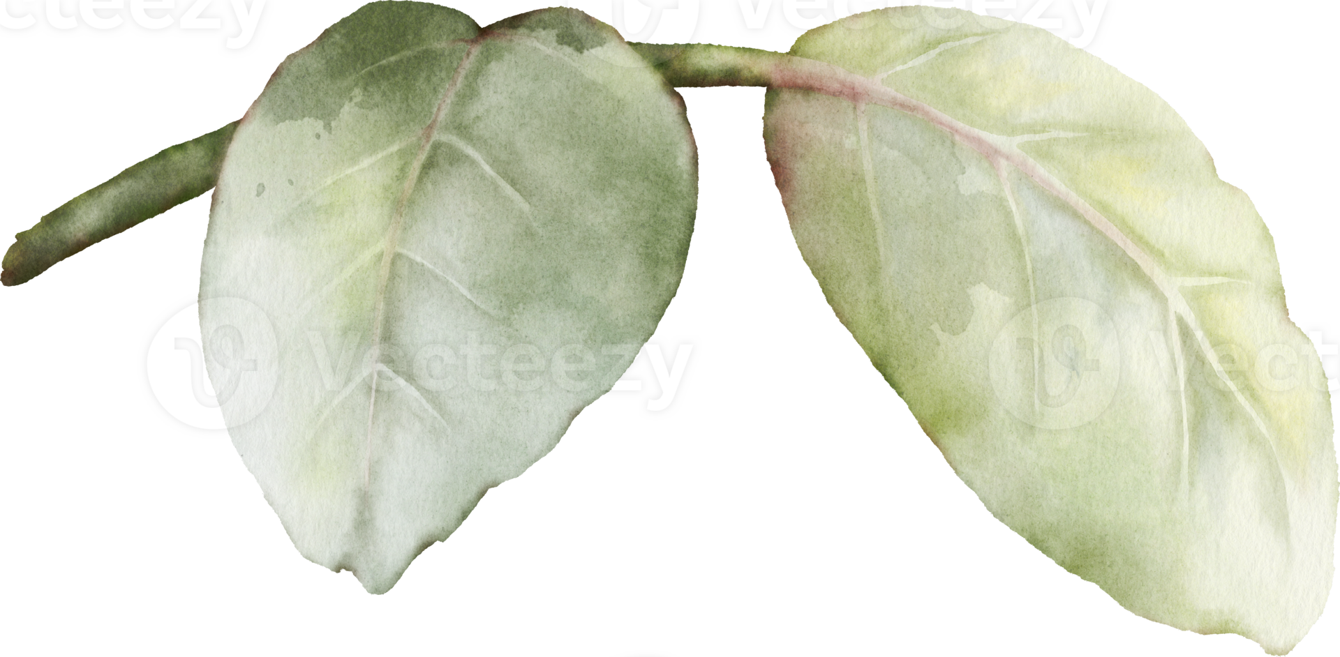 Green leaves of rose watercolor element collection png