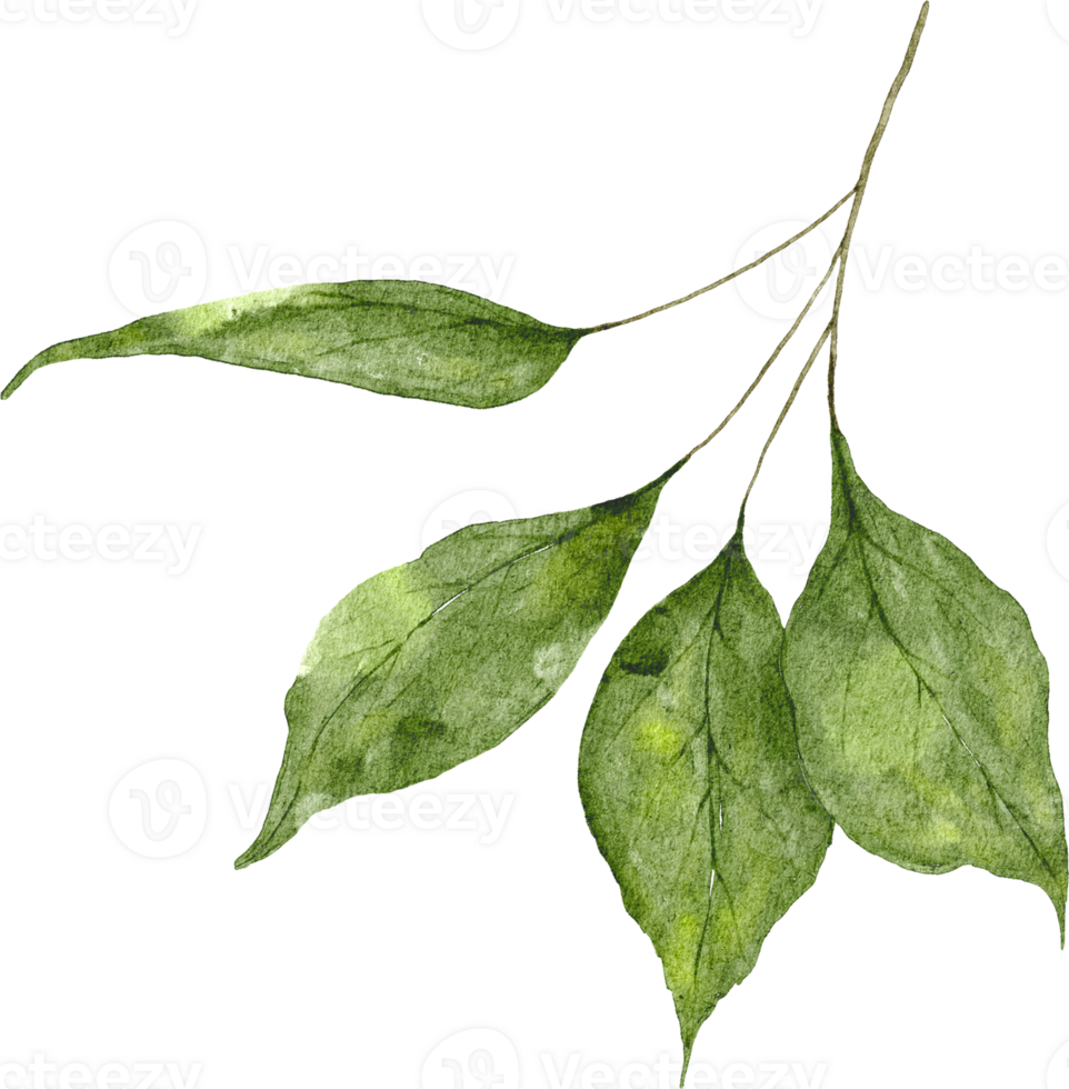 Watercolor Green Leaves Elements png