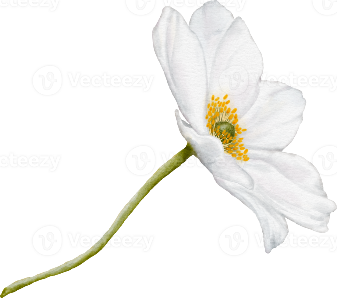 Watercolor Anemone Flower png
