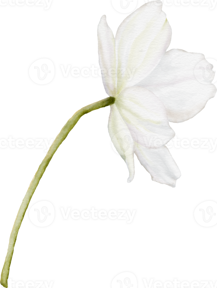 Watercolor Anemone Flower png