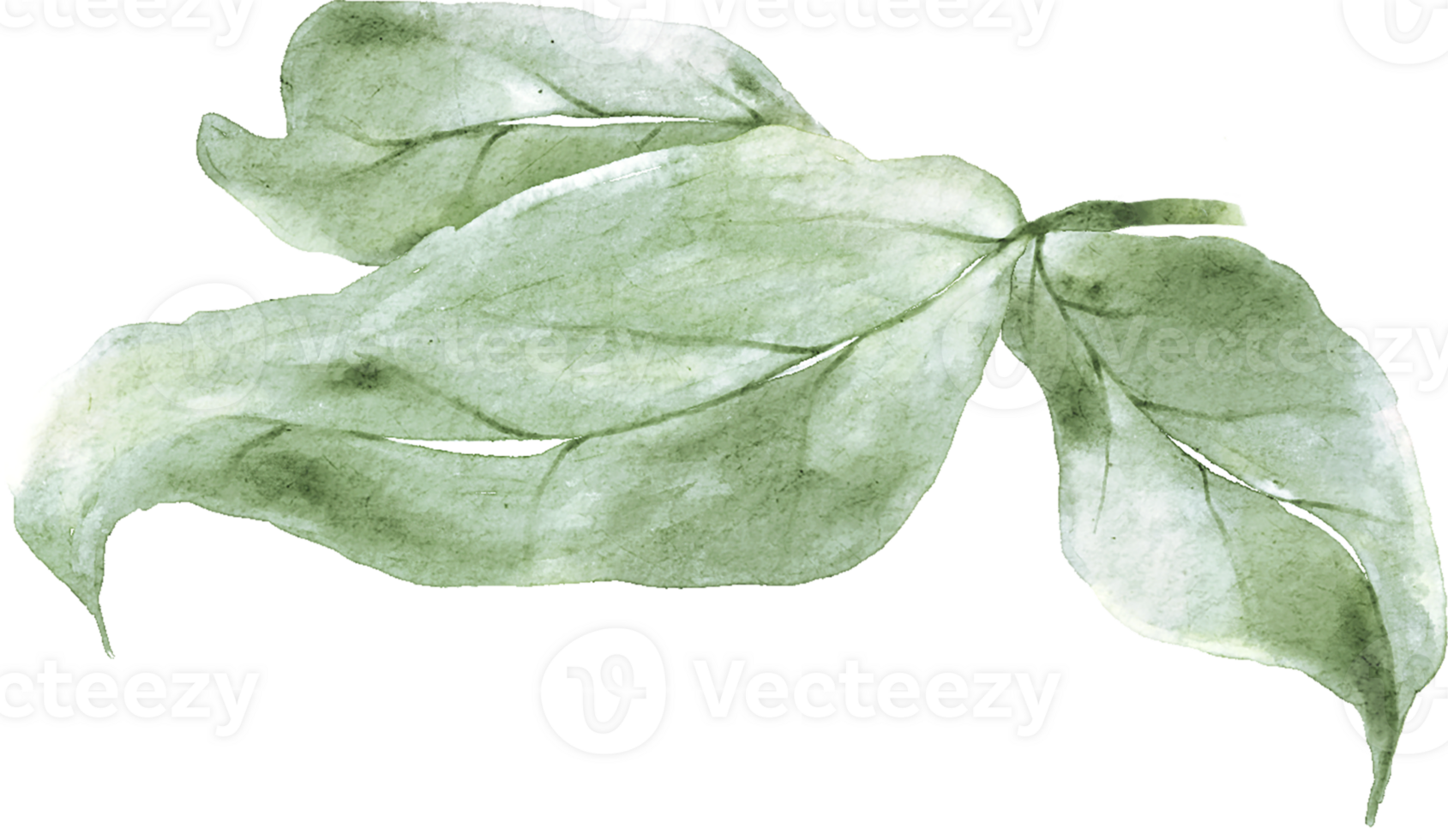 Rose Leaves Watercolor png