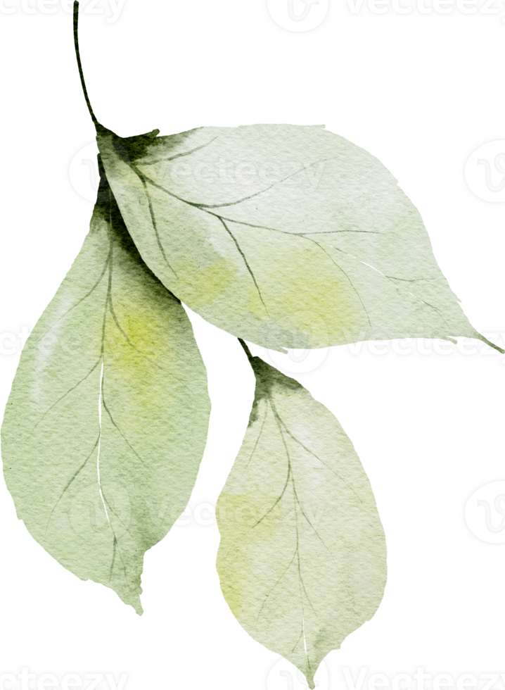 Watercolor Green Leaves Elements png
