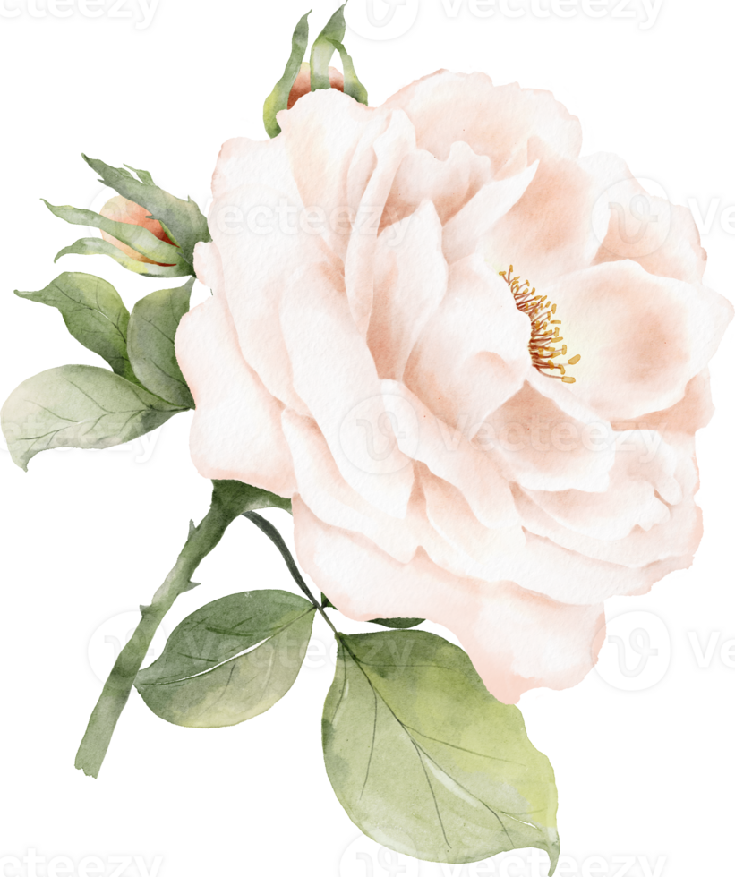 Rose Bouquet Watercolor Element png