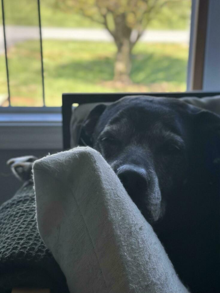 Black Lab Pitbull Mix Dog photo