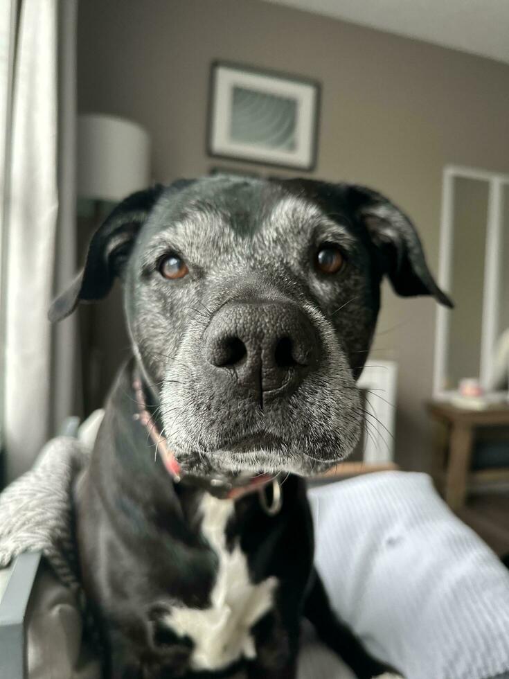 Black Lab Pitbull Mix Dog photo