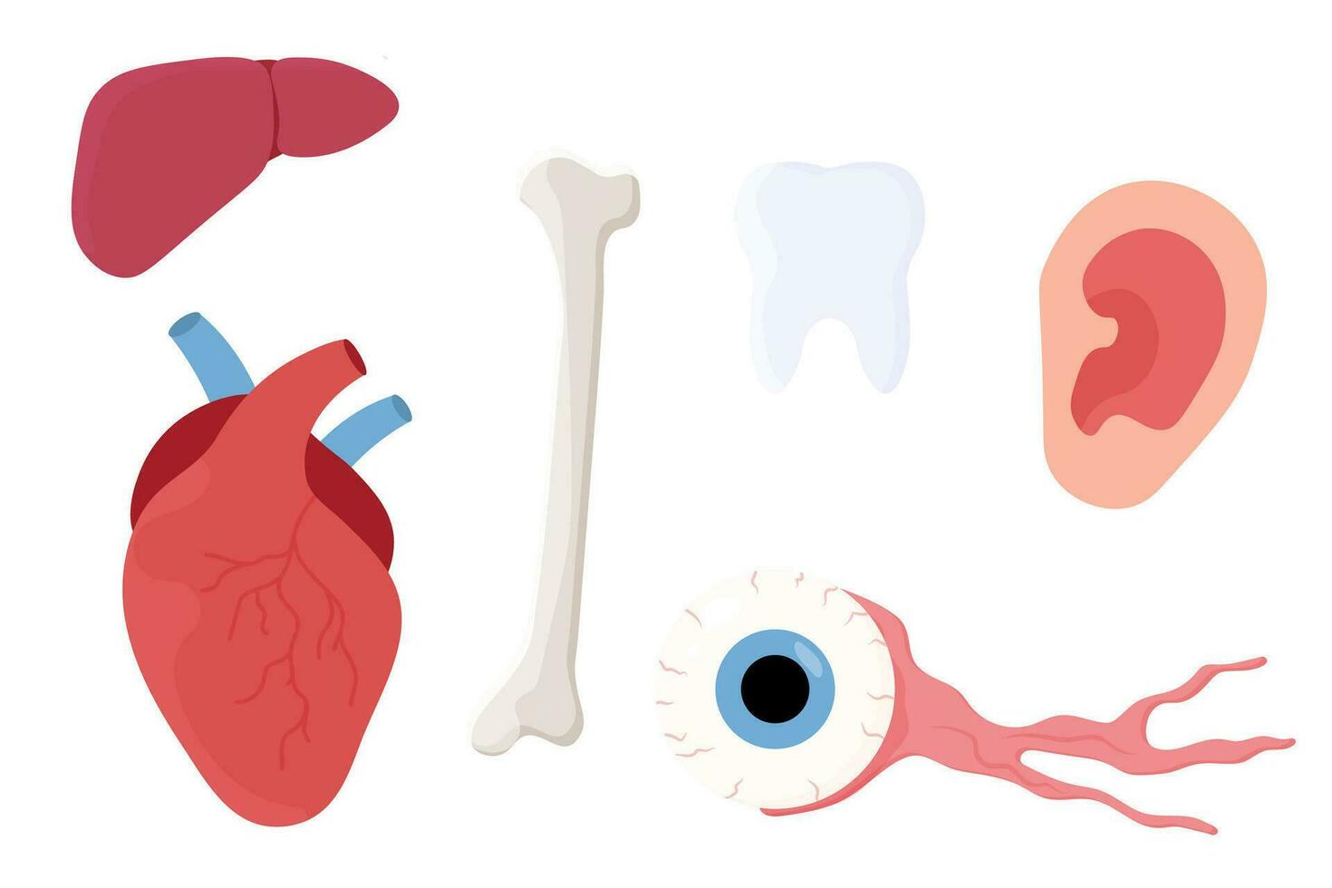 set of vector hearing organs, the heart.