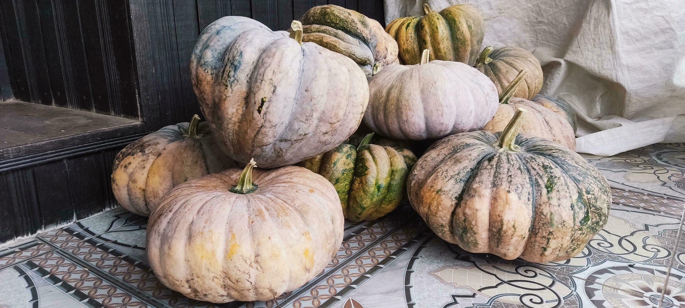 foto de un real calabaza sólo tomado desde el jardín