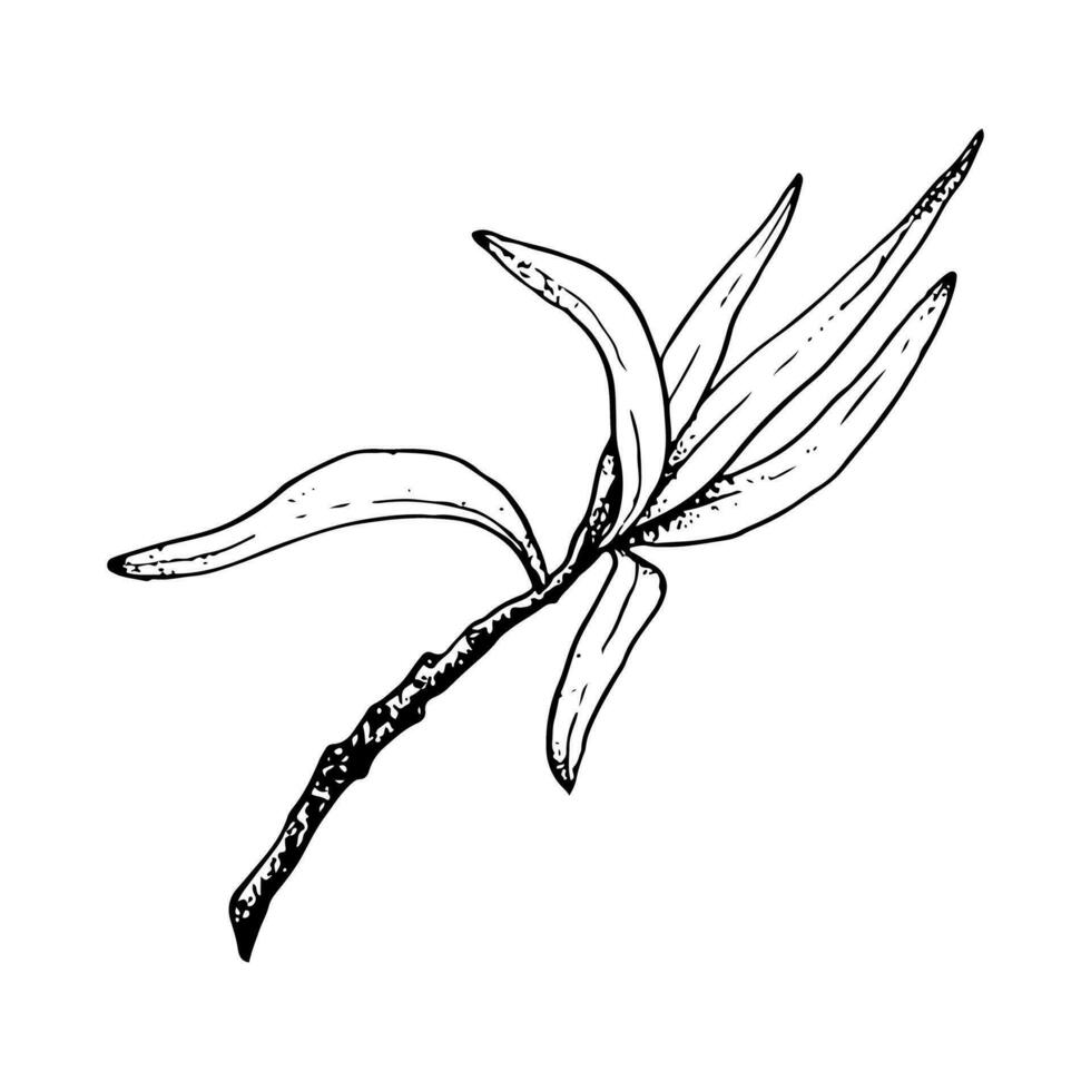 Vector simple olive tree branch with long leaves sketch illustration. Black and white ink drawing of sea buckthorn plant or pomegranate twig