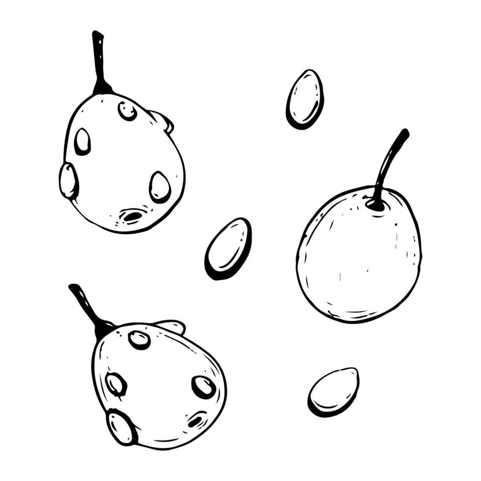 Vector hand drawn sea buckthorn berries with water drops black and white illustration for herbal tea, cooking and cosmetics package design