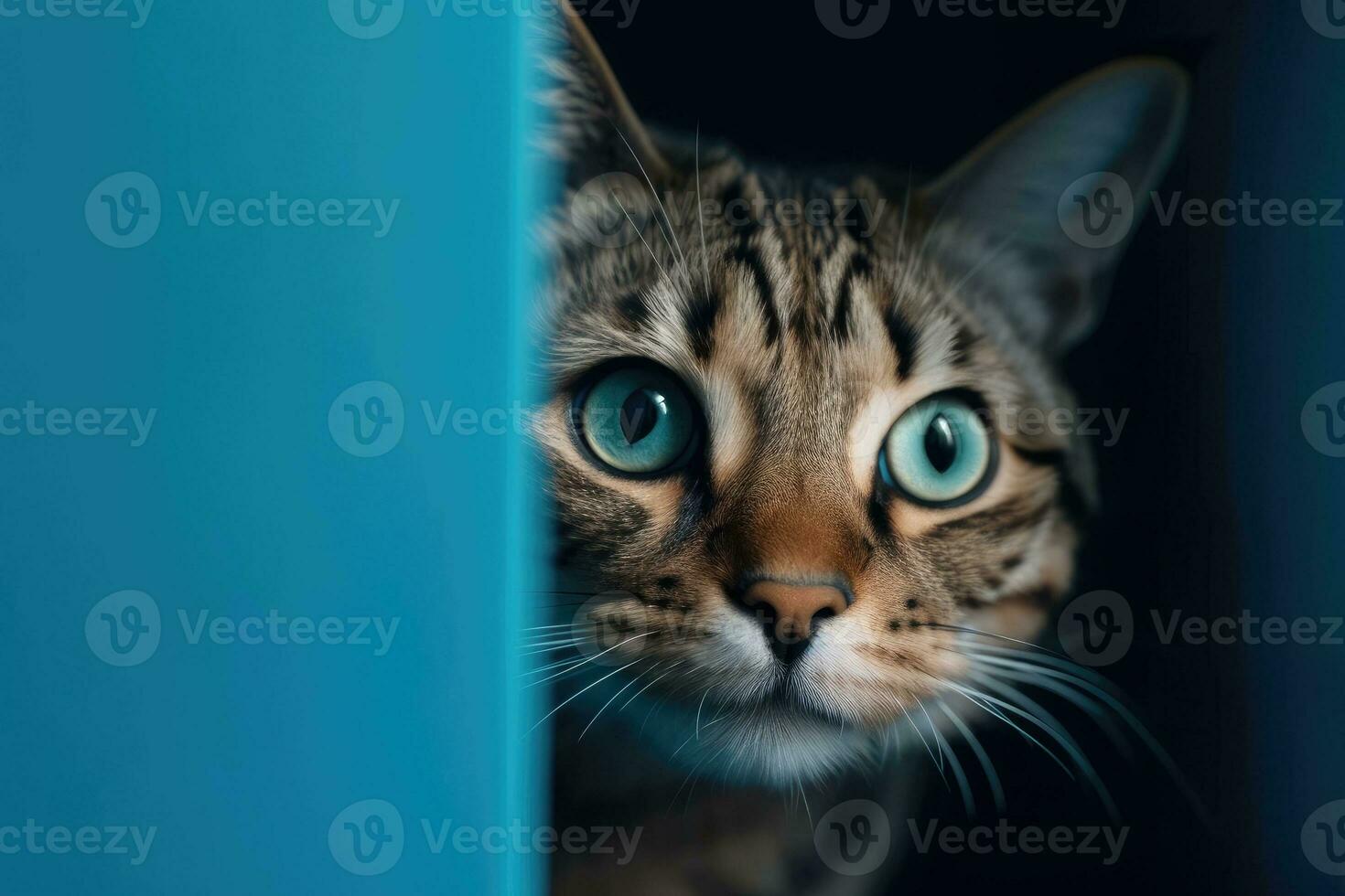 Curious Cat Peeking from Behind a Corner on Blue Background with Copy Space photo