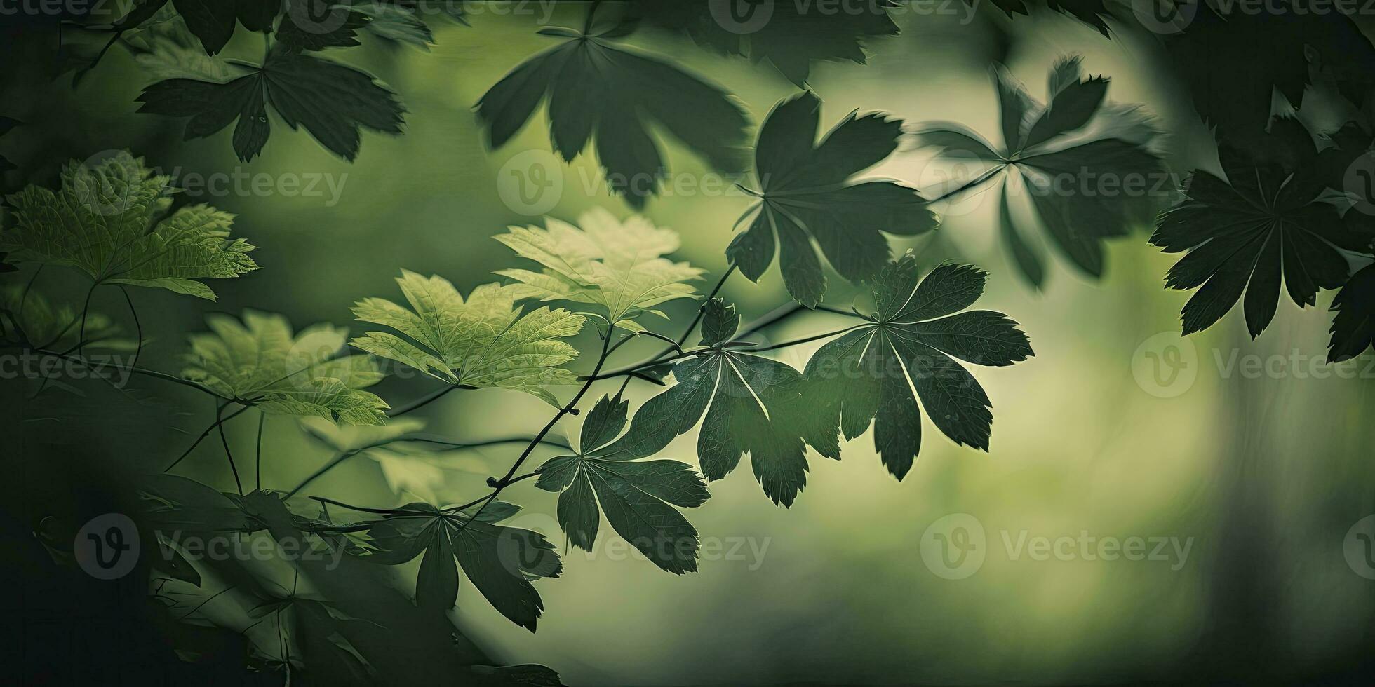Lush Green Forest with Foliage in the Foreground photo