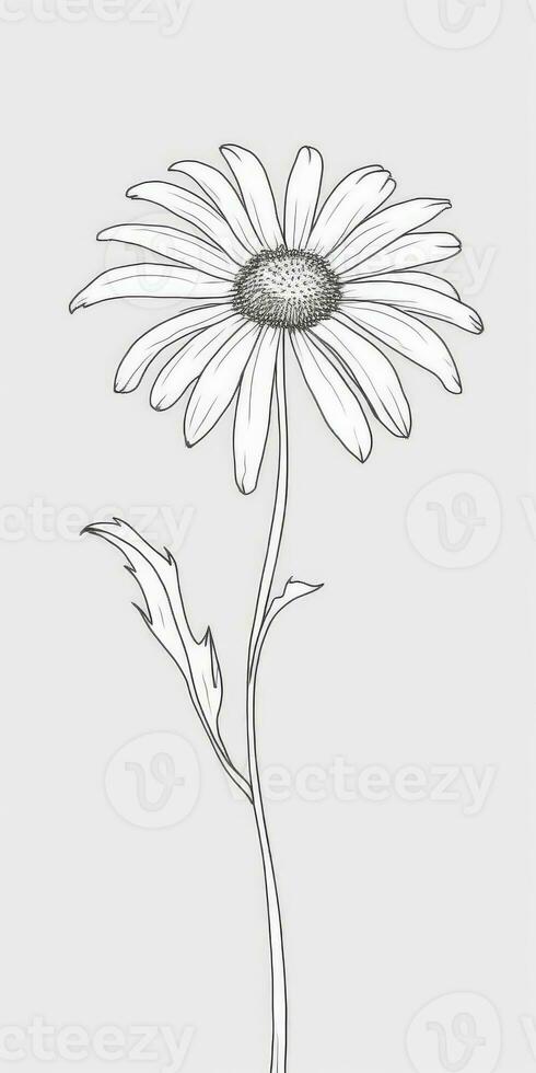 Simple Daisy Flower Doodle on White Background photo