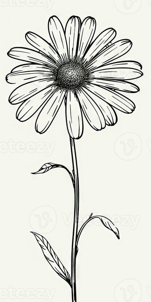 Simple Daisy Flower Doodle on White Background photo