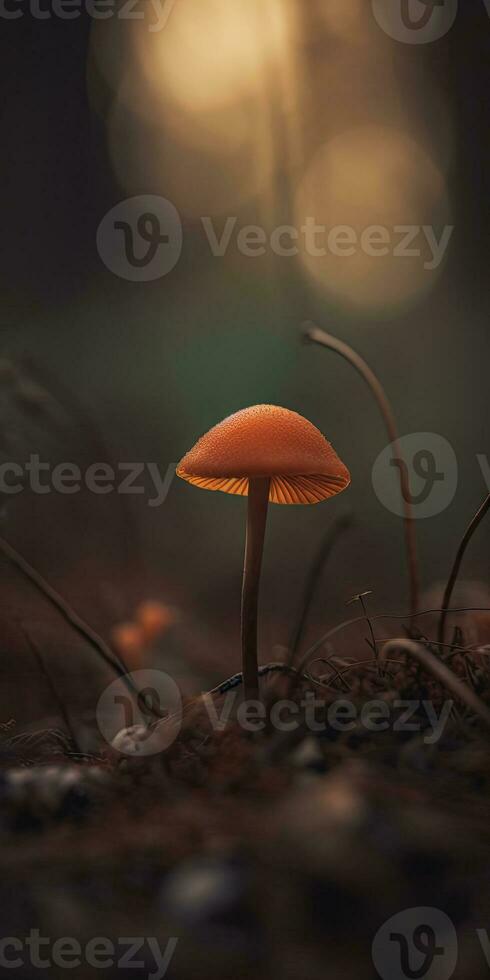 Mushroom Macro Photography with Minimalistic Depth of Field photo
