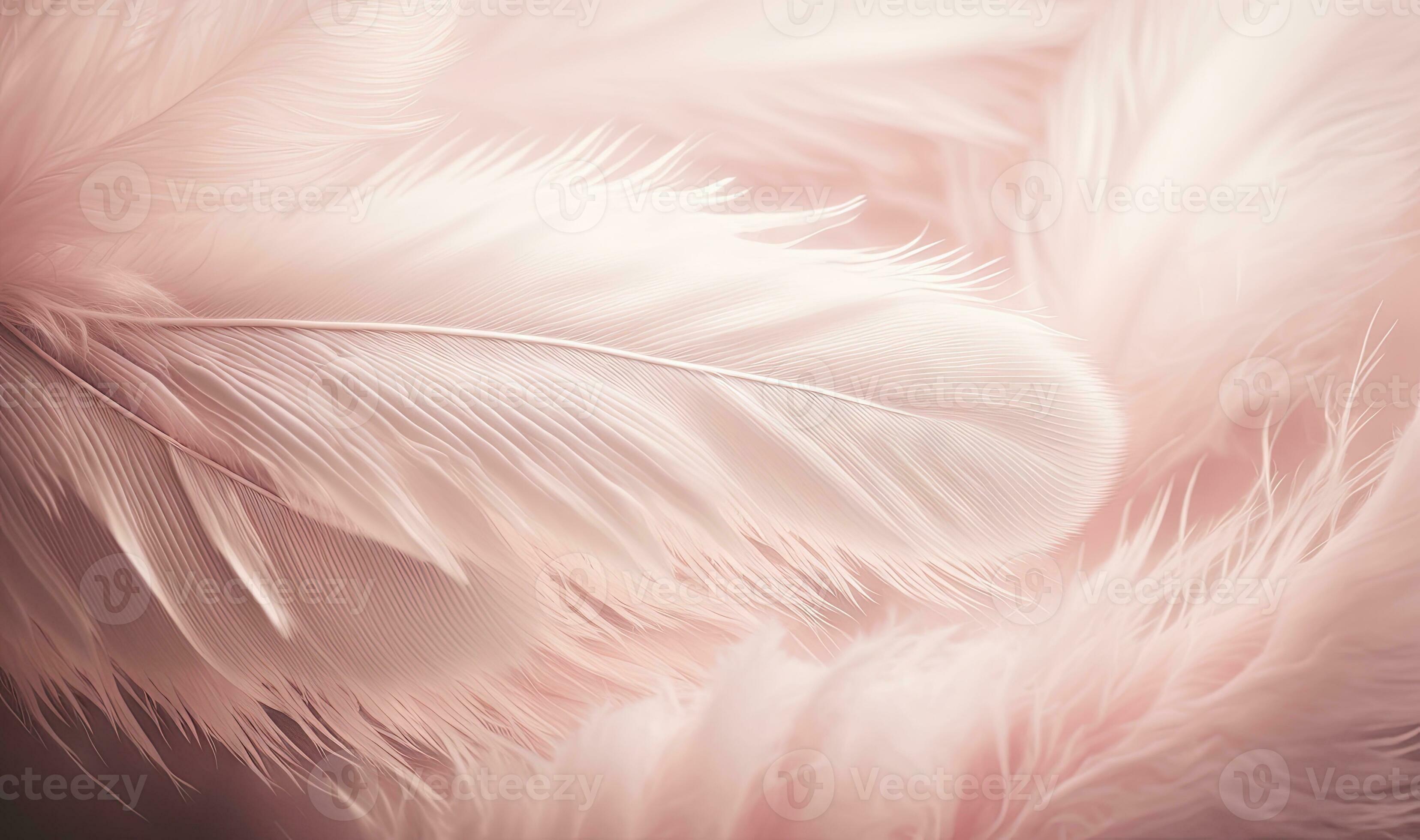 Soft Pink Feathers Texture Background with Swan Feather as Dreamy Element  29979400 Stock Photo at Vecteezy