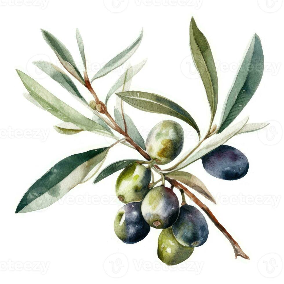 Elegant Watercolor Olive Branch on White Background photo