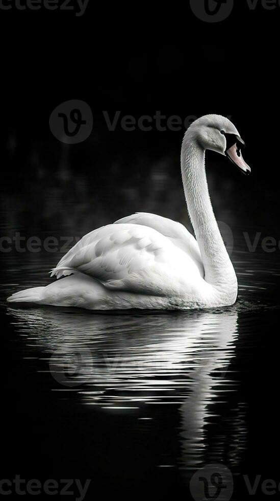 Elegant Swan on Dark Background AI Generated photo