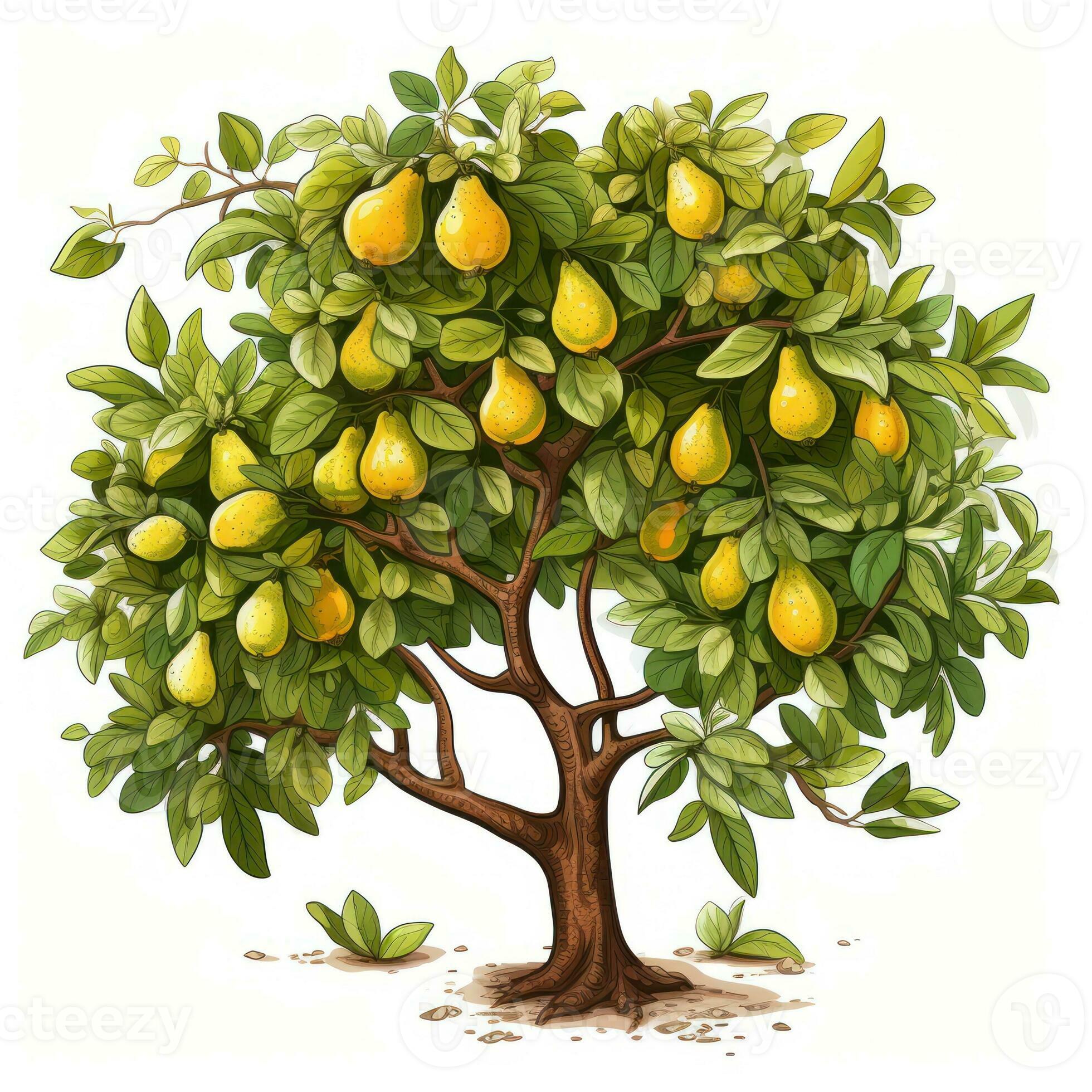 Pear Tree Clipart on White Background AI Generated 29993512 Stock Photo