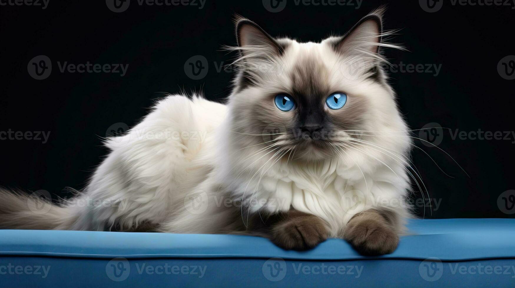 Beautiful Birman Cat Breed on White Background AI Generated photo