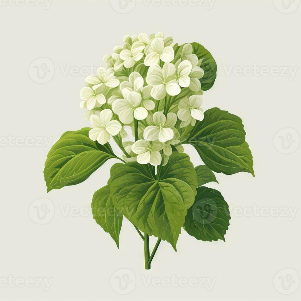 Minimalistic Animation of Hydrangea Flowers AI Generated photo