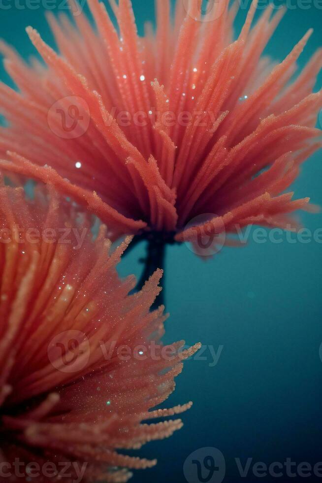 Macro Shot Of the Corals Background Wallpaper photo