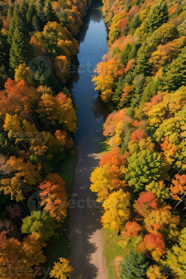 Photo of the Autumn Forest Drone View