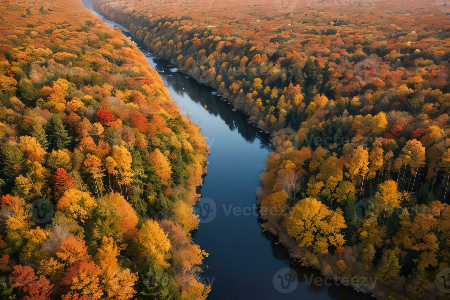 Photo of the Autumn Forest Drone View