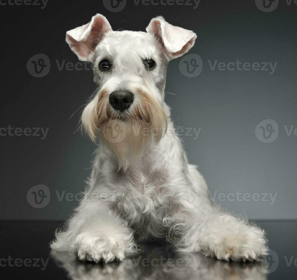 sweet white miniature schnauzer in the grey photo studio