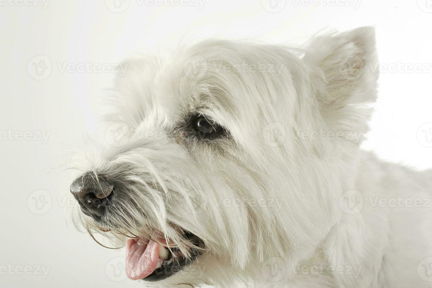 Oeste tierras altas blanco terrier retratos en estudio foto