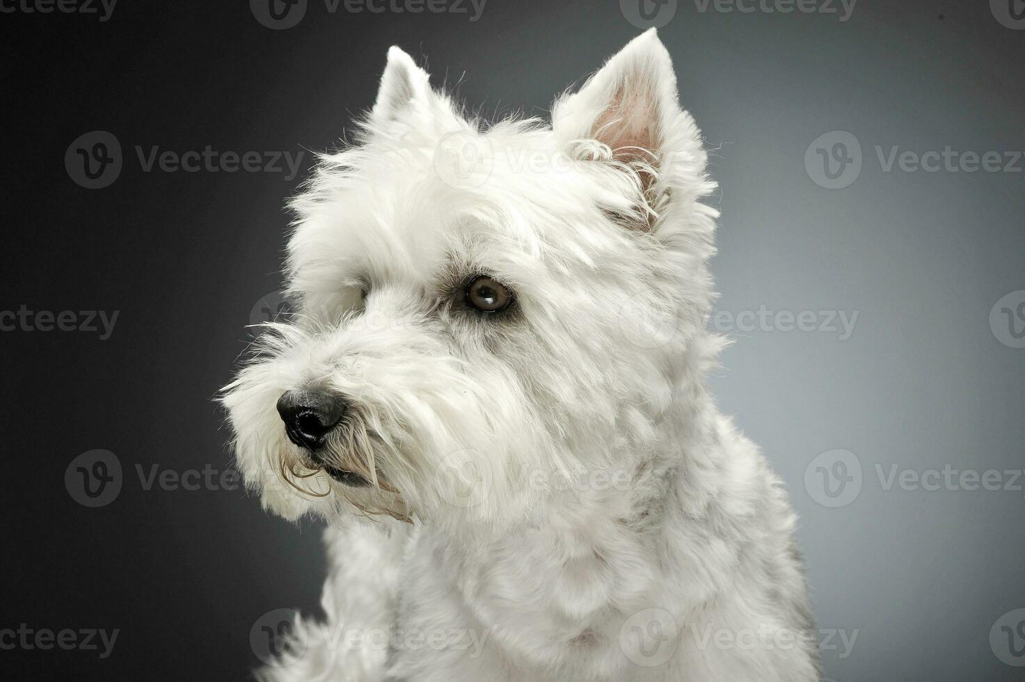 Oeste tierras altas blanco terrier retratos en estudio foto