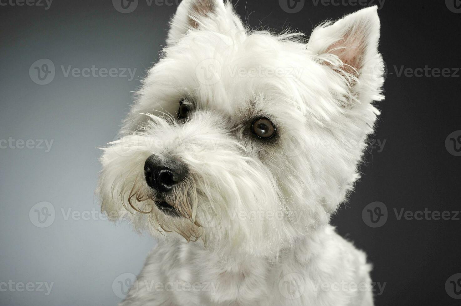 Oeste tierras altas blanco terrier retratos en estudio foto