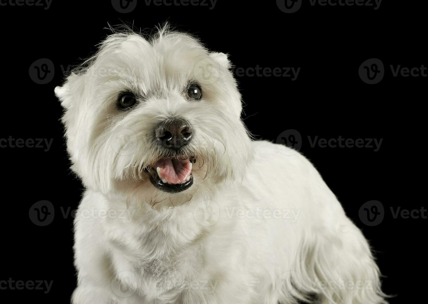 west highland white terrier portraits in studio photo