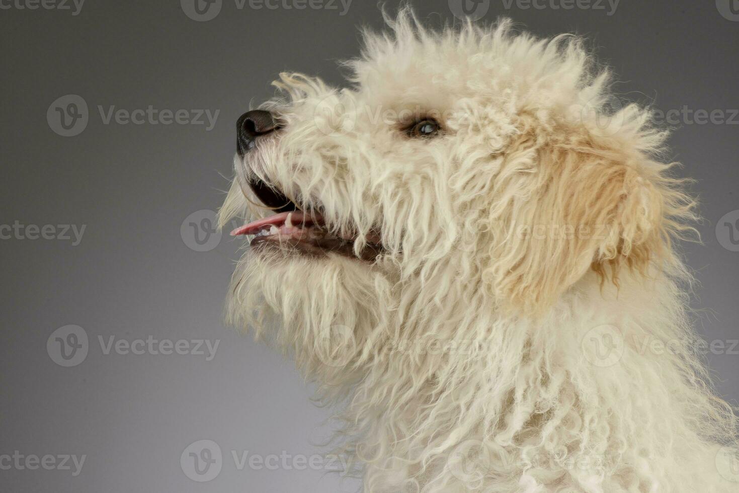 Portrait of a cute Tibetan Terrier puppy photo