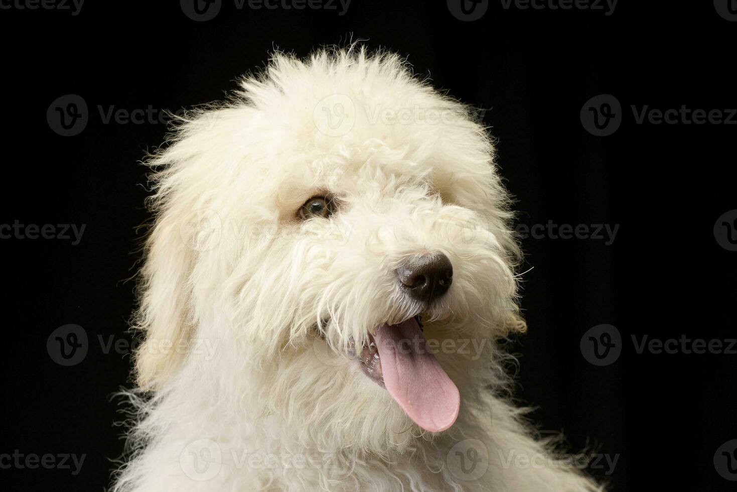 Portrait of a cute Tibetan Terrier puppy photo