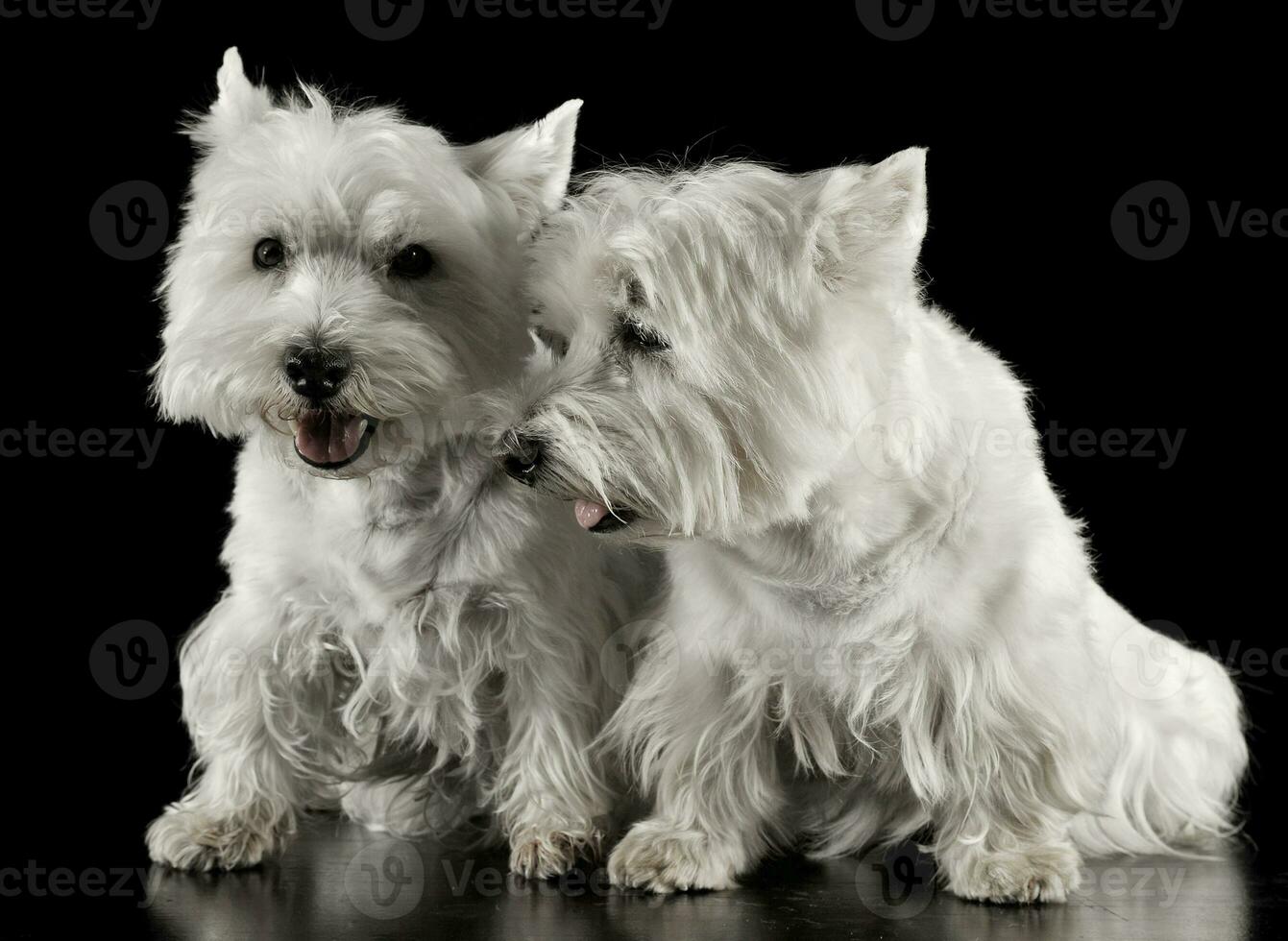 two west highland white terrier sitting in a dark studio photo