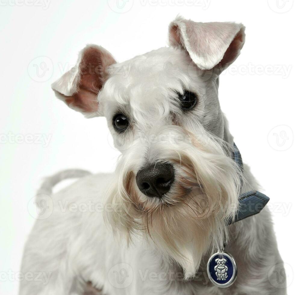 sweet white miniature schnauzer in the white photo studio