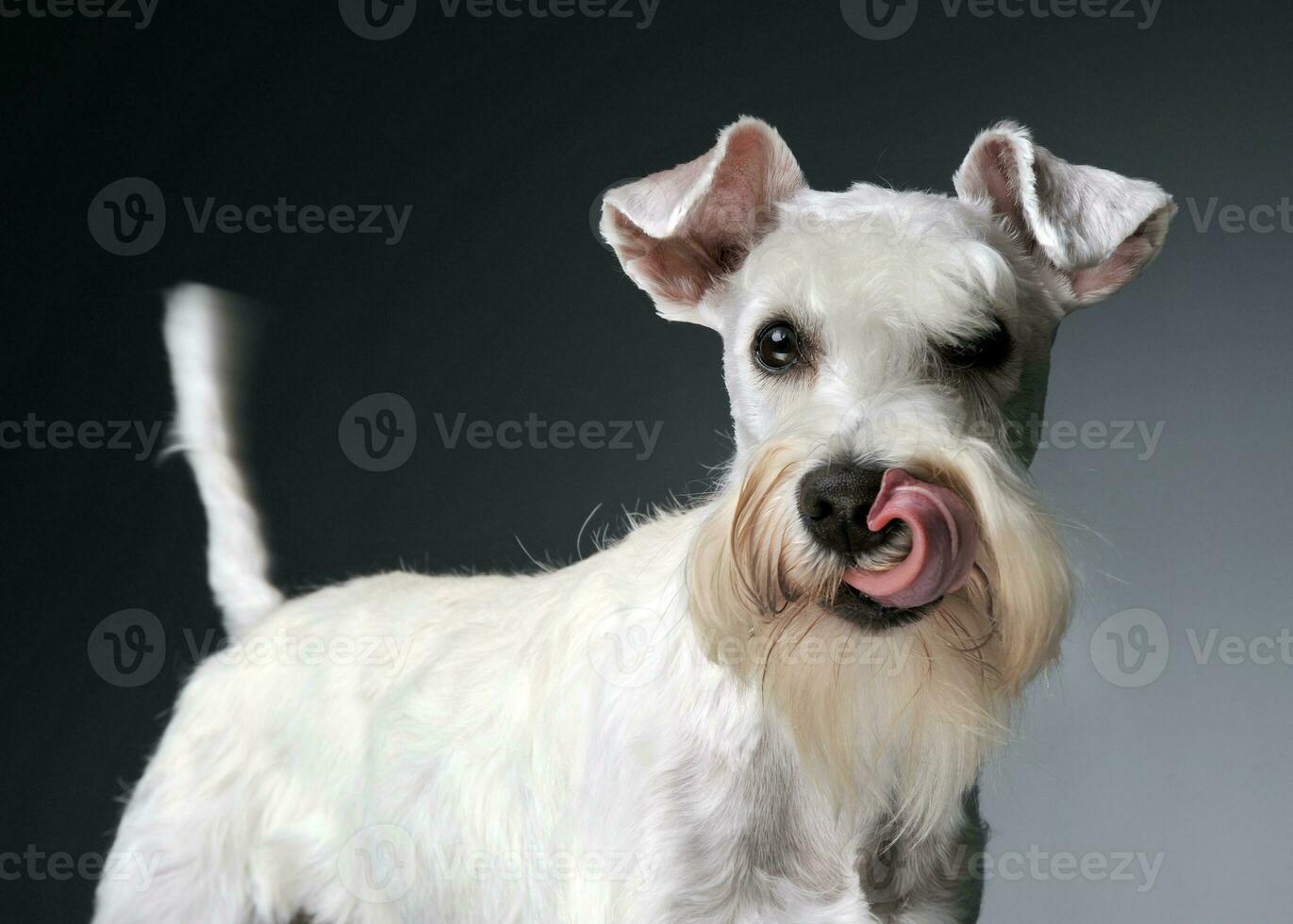 sweet white miniature schnauzer in the grey photo studio