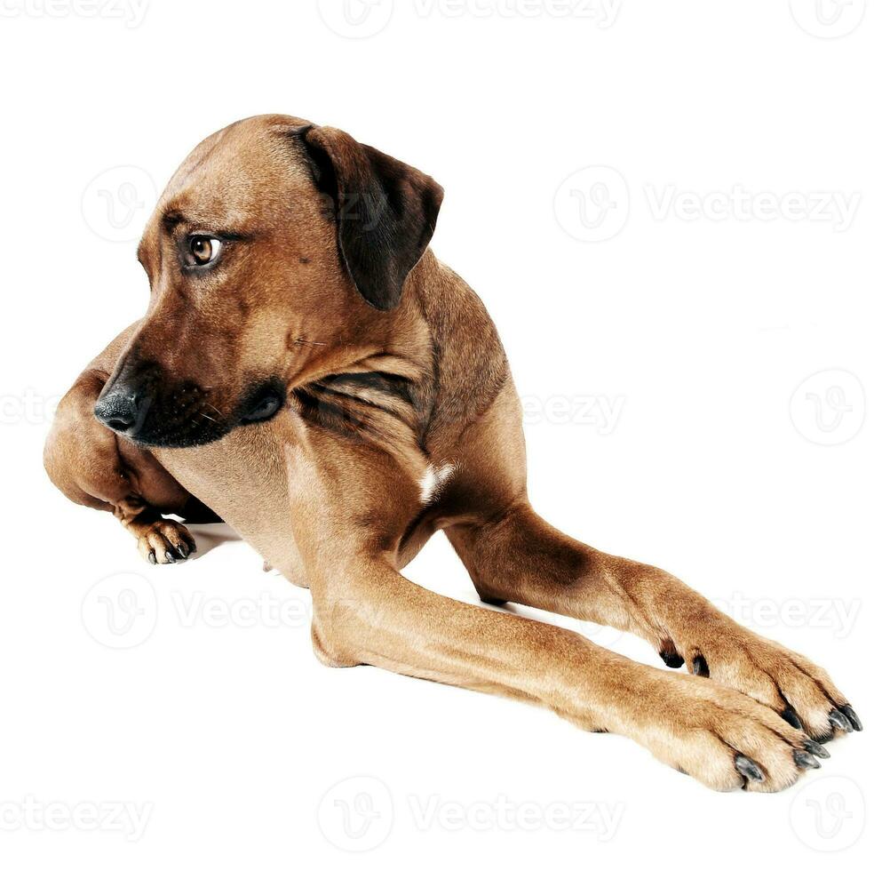 Beautiful rhodesian ridgeback in a white photo studio