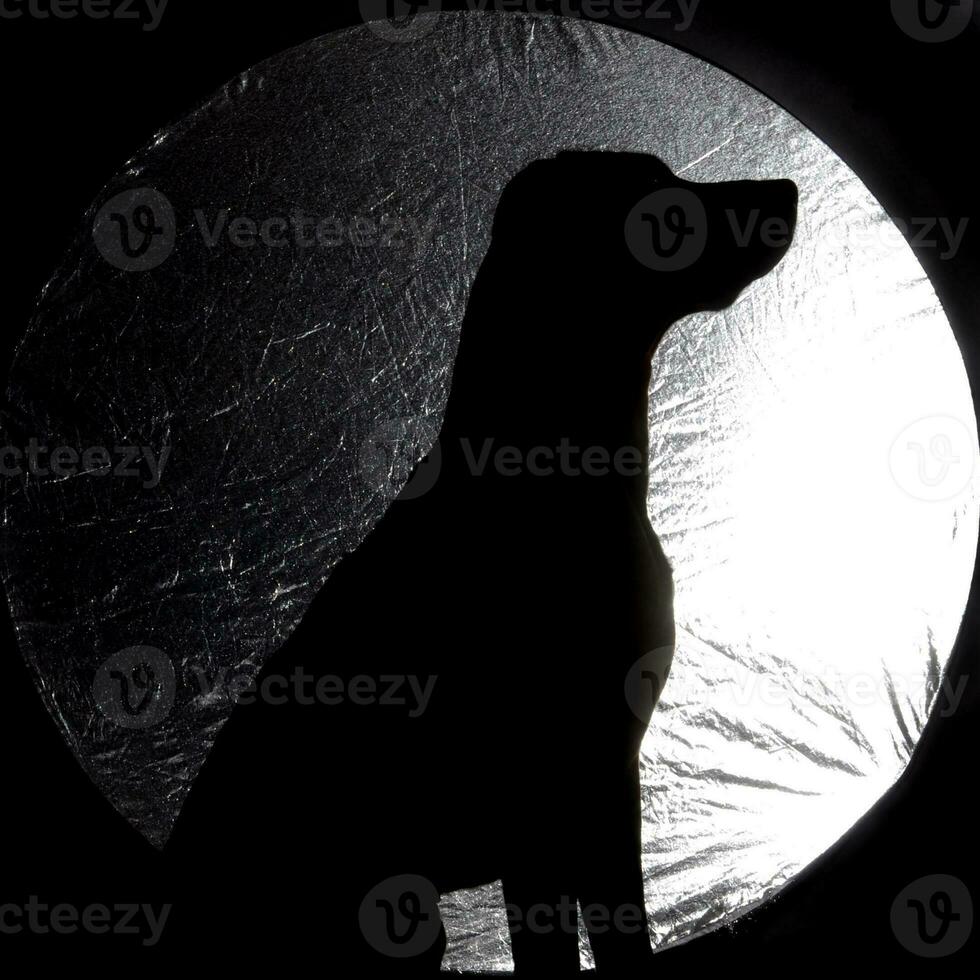 Beautiful rhodesian ridgeback in a dark photo studio